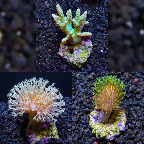 Biota Aquacultured Premium Soft Coral 3 Pack Biota Aquacultured Premium Soft Coral 3 Pack